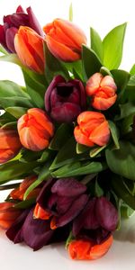 Fleurs,Plantes,Tulipes