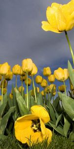 Plantas,Flores,Tulipanes