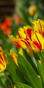 Plantes,Fleurs,Tulipes