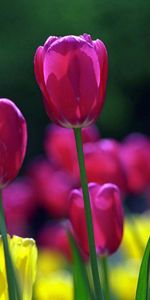 Plants,Flowers,Tulips