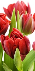 Plantes,Fleurs,Tulipes