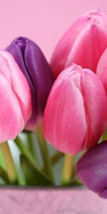 Plantes,Fleurs,Tulipes