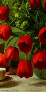 Fleurs,Tulipes,Plantes