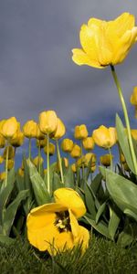 Plantas,Flores,Tulipanes