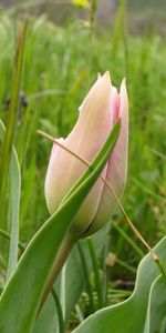 Plantas,Flores,Tulipanes