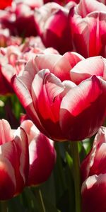 Fleurs,Tulipes,Plantes