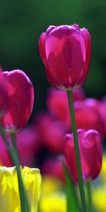 Plants,Flowers,Tulips