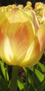 Plantes,Fleurs,Tulipes