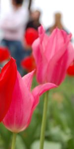 Plants,Flowers,Tulips