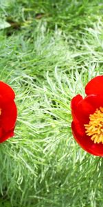 Plants,Flowers,Tulips