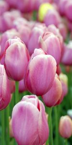 Plantes,Tulipes,Fleurs