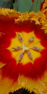 Plants,Flowers,Tulips