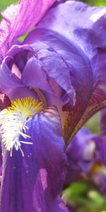 Plants,Flowers,Violet