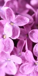 Plants,Flowers,Violet