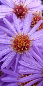 Plants,Flowers,Violet