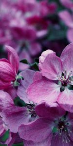 Plants,Flowers,Violet