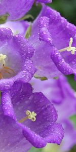 Flores,Plantas,Violeta