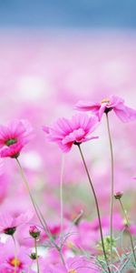 Plants,Flowers,Violet