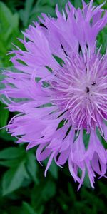 Plants,Flowers,Violet