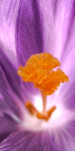 Plants,Flowers,Violet