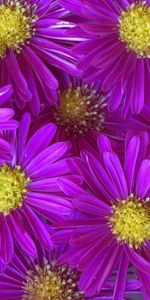 Plants,Flowers,Violet,Background