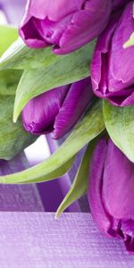 Flores,Plantas,Violeta,Tulipanes