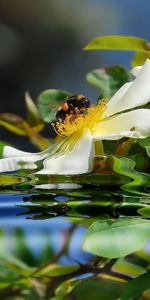 Plants,Flowers,Water,Bees,Insects