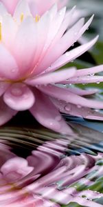 Plants,Flowers,Water,Drops