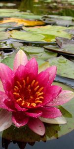 Plants,Flowers,Water,Water Lilies