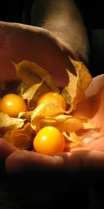 Plantas,Comida,Bayas,Ciruelo Cerezo,Frutas,Fotografía Artística