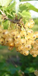 Plants,Food,Berries,Gooseberry