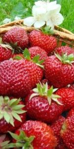 Fruits,Nourriture,Baies,Plantes,Fraise