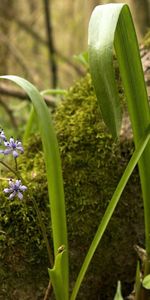 Plantas,Hierba