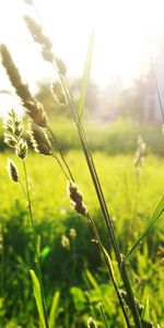 Plants,Grass