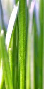 Plants,Grass