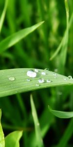 Plants,Grass