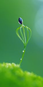 Plants,Grass