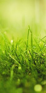 Herbe,Plantes