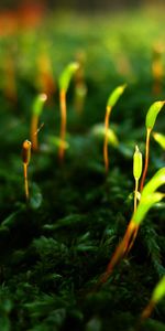 Herbe,Plantes