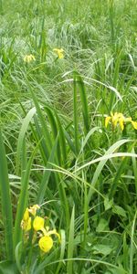 Plants,Grass