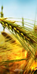 Plants,Grass,Art,Wheat