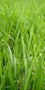 Plants,Grass,Background