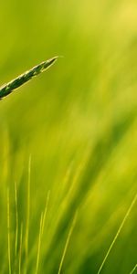 Plants,Grass,Background