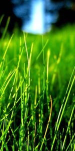 Plants,Grass,Background