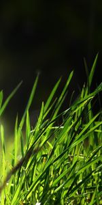 Plants,Grass,Background