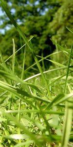 Plants,Grass,Background