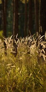 Plants,Grass,Background