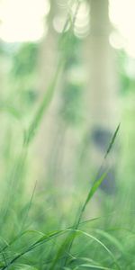 Plants,Grass,Background