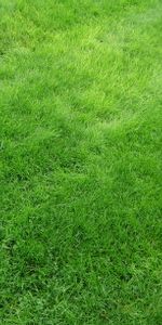 Plants,Grass,Background