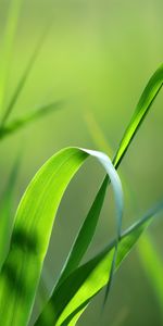 Plants,Grass,Background